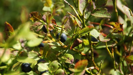 Heidelbeeren Heidelbeeren am Strauch